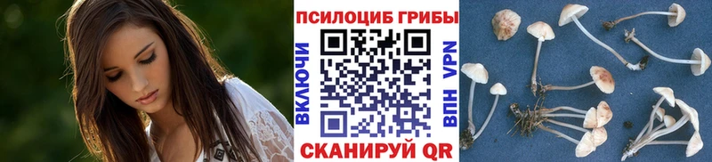 Галлюциногенные грибы Psilocybe  как найти закладки  Моздок 